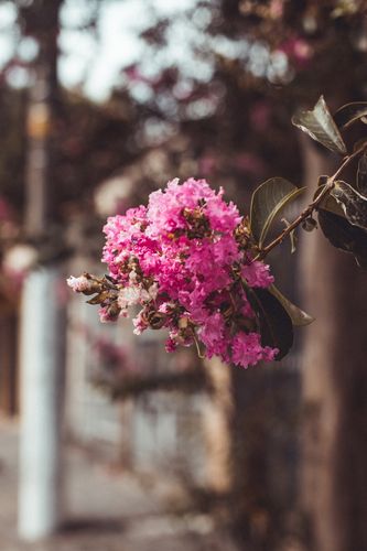 花儿绽放的那一刻（她为什么一直不肯放开自己）