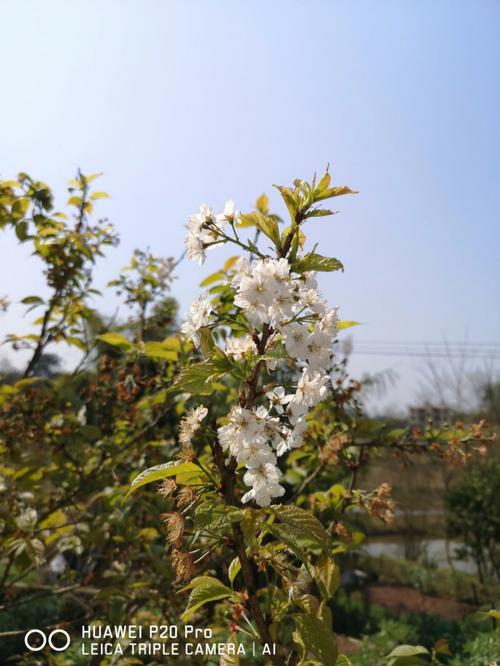 春天的芬芳（带你感受春天的味道）