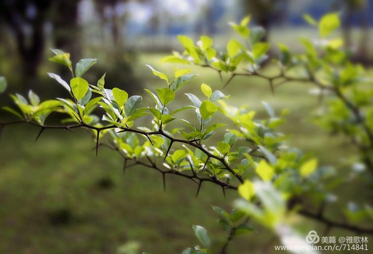 春天的奇迹（花开满山，草长莺飞）