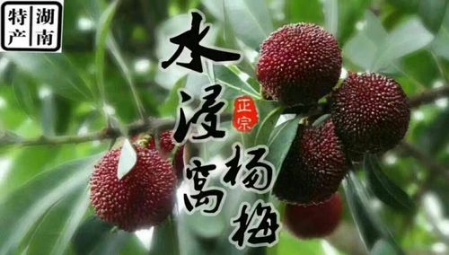 山珍海味，尽在家乡（品尝美食，领略乡村风情）