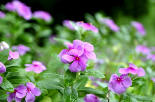 《芬芳大自然》（追逐花香的故事）