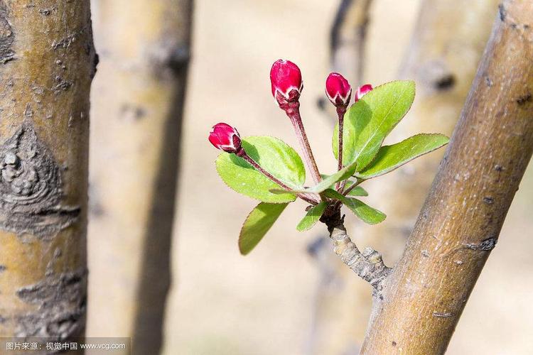 花开记忆（那些盛开过的花，那些无法抹去的记忆）