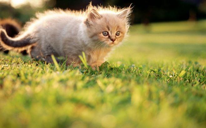 小花猫的故事（一只渴望家的猫咪的成长历程）