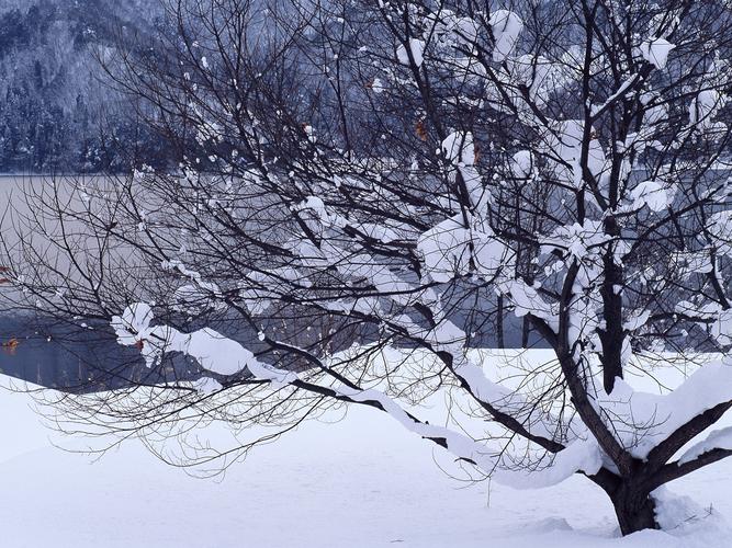 雪中的寻找（一个冬天的早晨让我找到了失落和迷茫的解药）