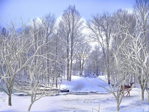 雪花纷飞，奇妙冬日漫步（雪花纷飞，奇妙冬日漫步）