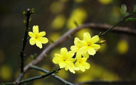 春风得意（花开彩蝶飞舞）