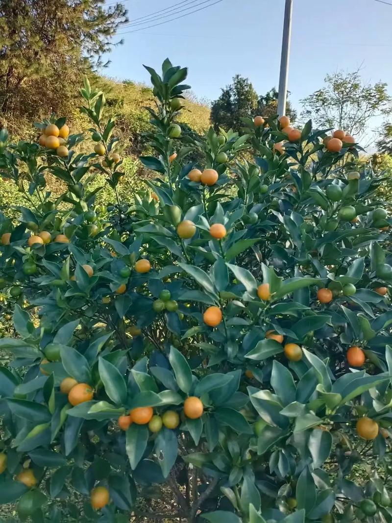 那道令我心醉的味道（一段关于味觉记忆的故事）