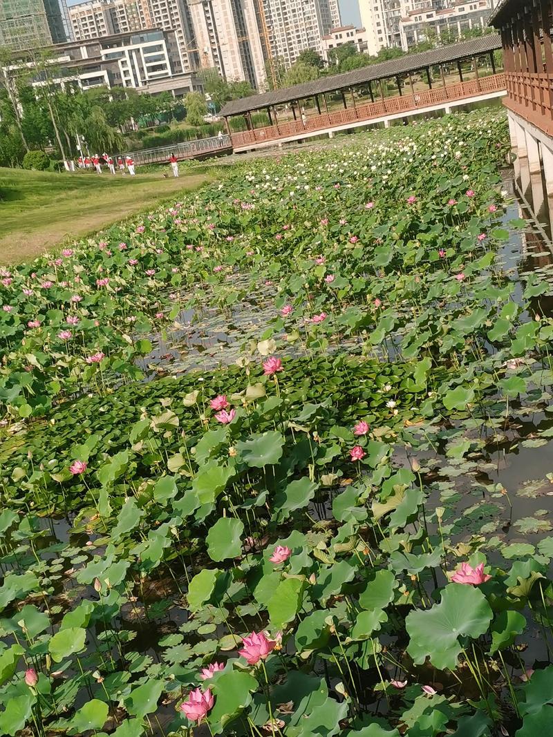 勇敢前行,守护高洁的品质(一个勇敢的女孩)