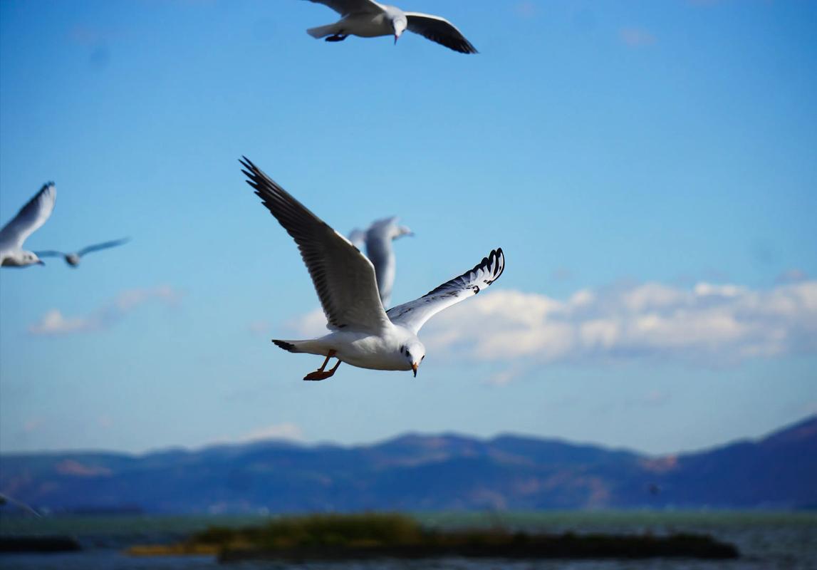 春天的大海（梦想与希望）