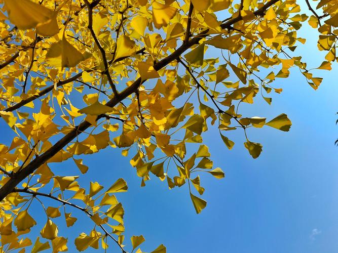 金秋之美：银杏叶的神奇旅程