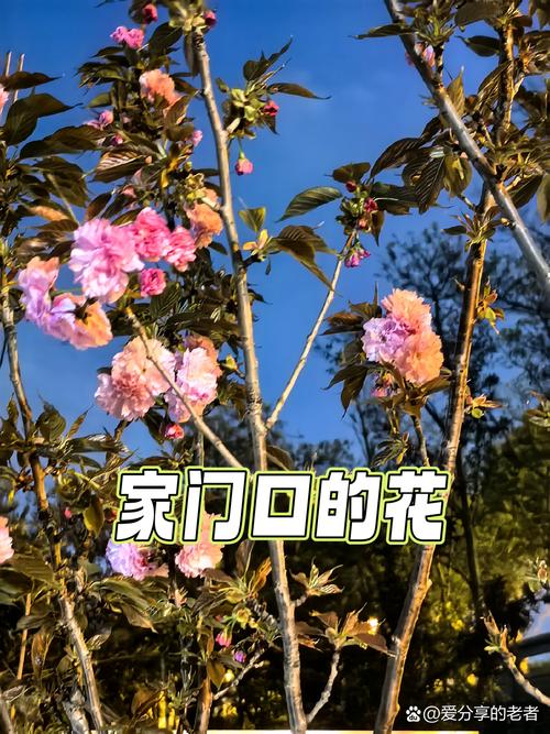 春天的爱情（当春风遇见爱情）