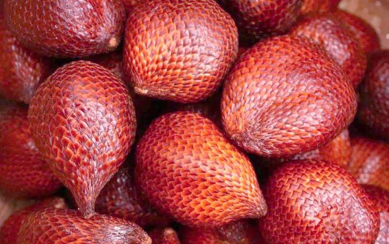 人与奇妙水果的奇妙冒险（人与奇妙水果的奇妙冒险）