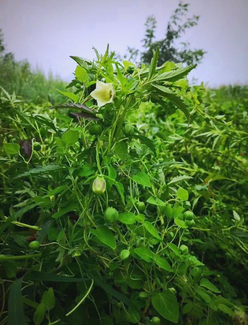 小明的收获（通过自己的努力收获果实，体验成长的喜悦）